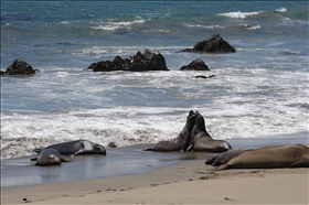 Elephant Seal View